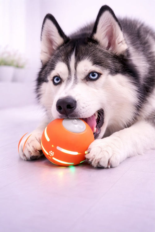 PupGear MotionBall™